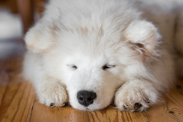 Samoyed puppy laying on the floor and sleeping