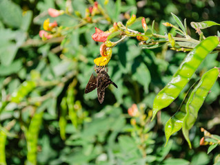 Obraz premium Swallowtail On Blossom