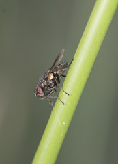 Small fly perched on reed head down