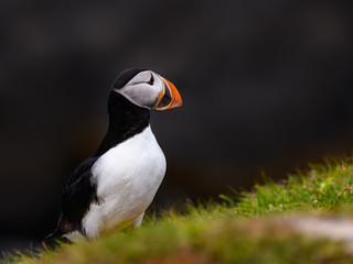 Atlantic Puffin Standing Portrait on Dark Gray Background