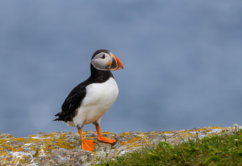Atlantic Puffin Standing on Cliff Ledge on Blue Background