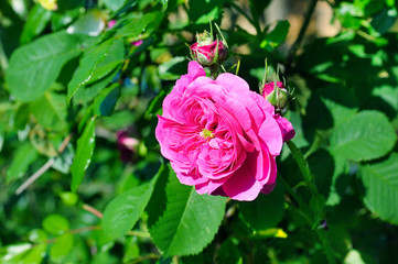 Beautiful roses in summer garden .