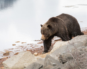 Grizzly bear in the spring