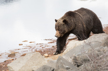 Grizzly bear in the spring