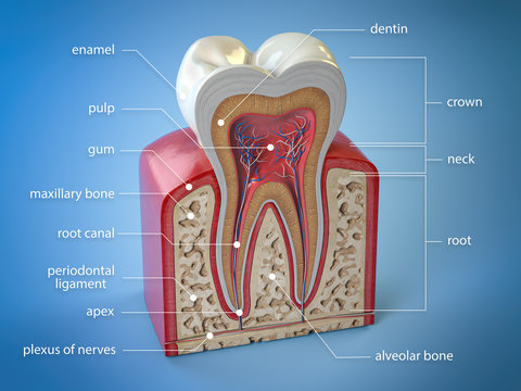 Dental tooth anatomy. Cross section of human tooth  with infographics and description.