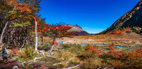 Panoramic view of magical colorful fairytale forest at Tierra del Fuego National Park with a lonely...