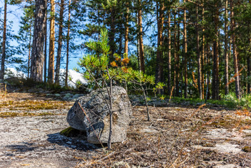 A rock and a small pine tree  in the Linnansaari National Park in Finland
