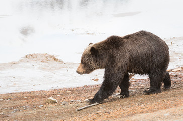 Grizzly bear in the spring