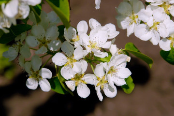 Fototapeta premium Flowering branches of the apple tree