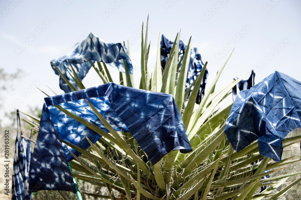 Wall mural Shibori is the Japanese word for blue dyed fabric. Seen here after a indigo dye arts and crafts workshop in the desert with the finished fabric hung to dry on cactus and desert plants. 