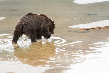 Grizzly bear in the spring