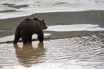Grizzly bear in the spring