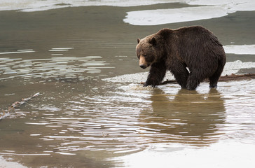 Grizzly bear in the spring