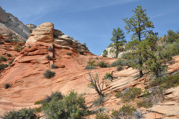 Zion canyon nationalpark in utah americas south west