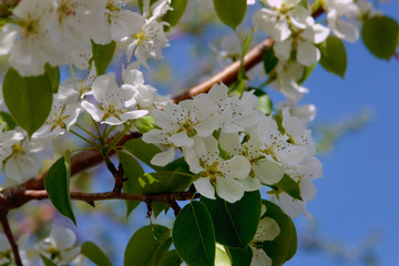 Flowering branches of the apple tree