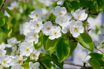 Flowering branches of the apple tree