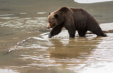 Grizzly bear in the spring
