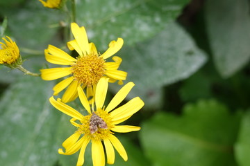 Gelbe Blume mit Schmetterling