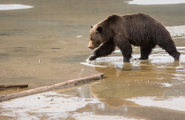 Grizzly bear in the spring
