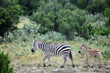 Zebra Mom and Baby in the Wild