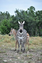 Zebra Mom and Baby in the Wild