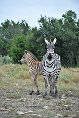 Zebra Mom and Baby in the Wild