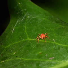 Rote Spinne, Spinne, Spinnmilbe, Obstbaumspinnmilbe, Panonychus ulmi, Milbe, rote Milbe, Insekt, Tier, Makro