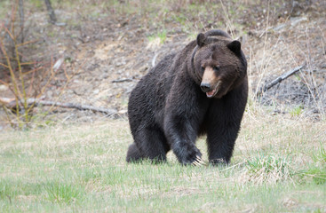 Fototapeta premium Grizzly bear in the spring