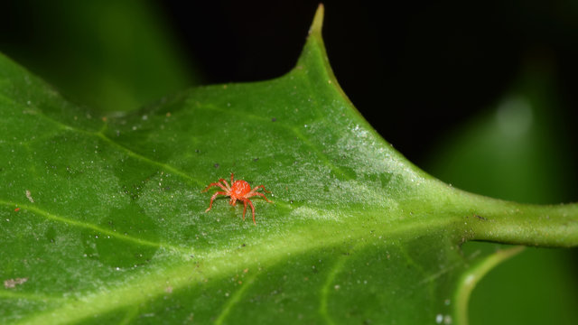 Rote Spinne, Spinne, Spinnmilbe, Obstbaumspinnmilbe, Panonychus ulmi, Milbe, rote Milbe, Insekt, Tier, Makro