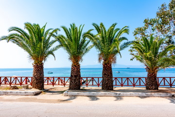 Palm trees along Ouranoupolis beach, Chalkidiki, Greece