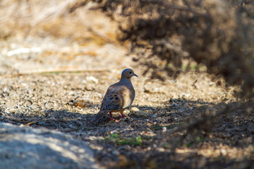wild bird