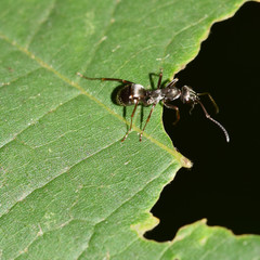 Ameise, Formicidae, Gliederfüßer,  Insekt, Makro, Tier, Natur 