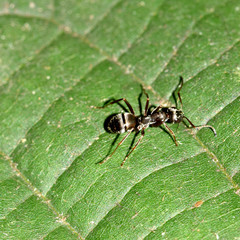Ameise, Formicidae, Gliederfüßer,  Insekt, Makro, Tier, Natur 