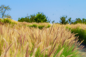 Avalanche Feather Reed Grass