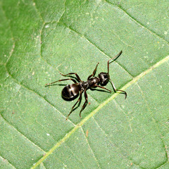 Ameise, Formicidae, Gliederfüßer,  Insekt, Makro, Tier, Natur 