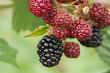 Closeup of black and red blackberries on a branch in the garden