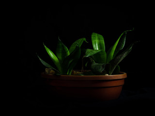 Close-up horizontal of a beautiful plant with wide green leaves in brown plastic pot and stones isolated with black background