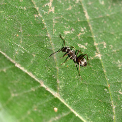 Ameise, Formicidae, Gliederfüßer,  Insekt, Makro, Tier, Natur 
