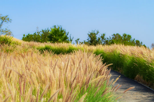 Avalanche Feather Reed Grass