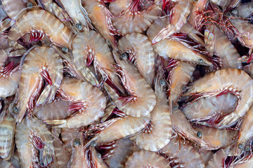 Sea fresh shrimps at street market in Thailand. Seafood concept.