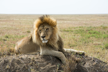Proud male lion king with impressive mane relaxes on a termite hill, Serengeti National Park,...