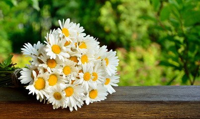 Bouquet of daisies on the background of a sunny garden in summer