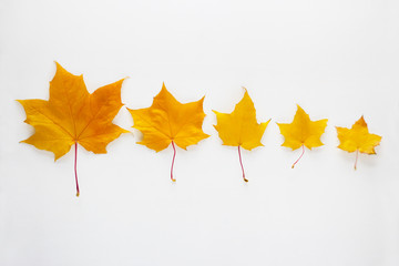 five yellow maple leaves arranged in a row from large to small on a white background