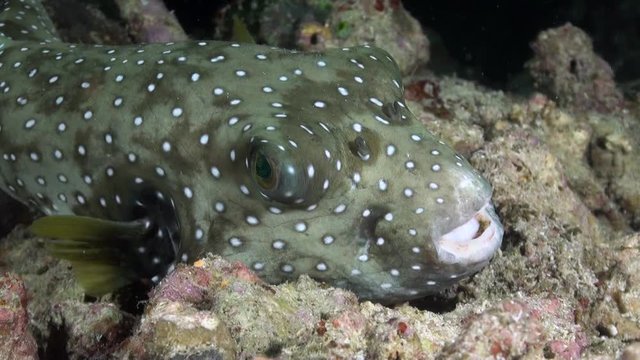 White-Spotted Puffer Fish (Arothron hispidus) at Night - Philippines