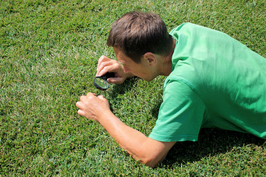 A Gardener With A Magnifier In His Hand Checks The Grass On The Lawn For Pests And Diseases.