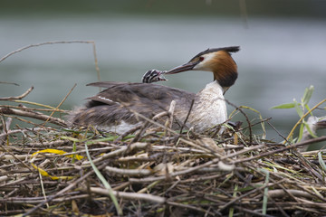 A adult great crested grebe (Podiceps cristatus) feeding its young on its back on a floating nest in a city pond in the capital city of Berlin Germany.