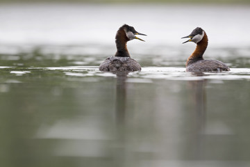 A couple of red-necked grebes displaying its courtship in the city of Berlin Germany.