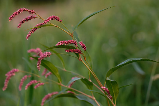 Polygonum lapathifolia, the pale persicaria, on green blurred background