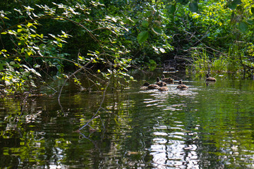 a group of wild ducks sail down a stream covered with trees