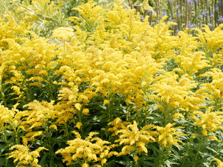 Solidago canadensis | Solidage ou verge d'or du Canada